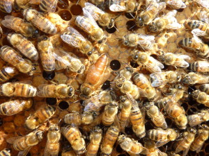 La api famiglia regina Apicoltura ApoIDEA